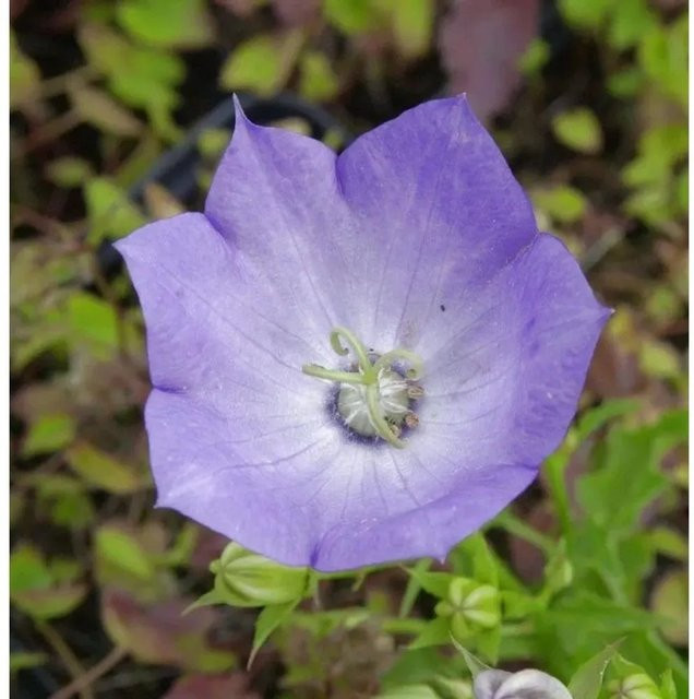 Campanula carpatica Karpaten Glockenblume von Nr-01.de als mehrjährige Pflanze für Steingärten, Mauerfugen und Beeteinfassungen - Bild 1