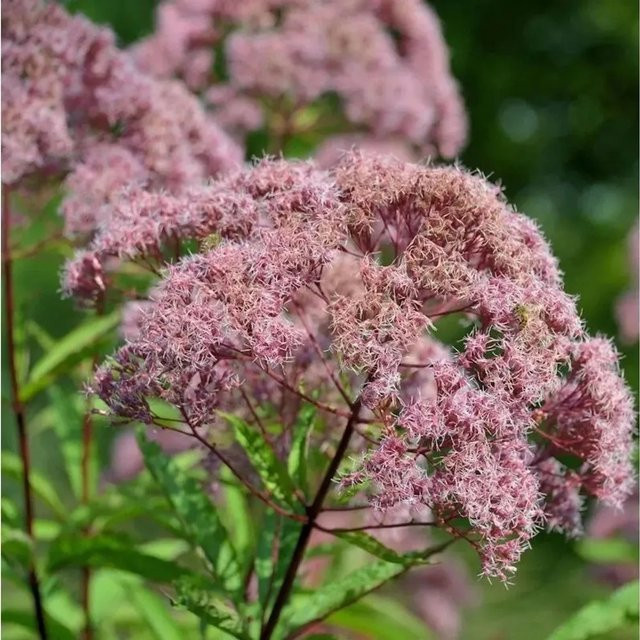 Purpurdost Eupatorium fistulosum als lila Staude für den Garten - Bild 1