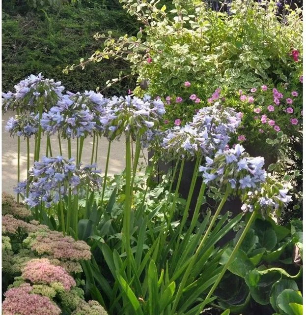 Agapanthus africanus Liebesblume Schmucklilie Twister in Blau oder Weiß von Nr-01.de - Bild 1
