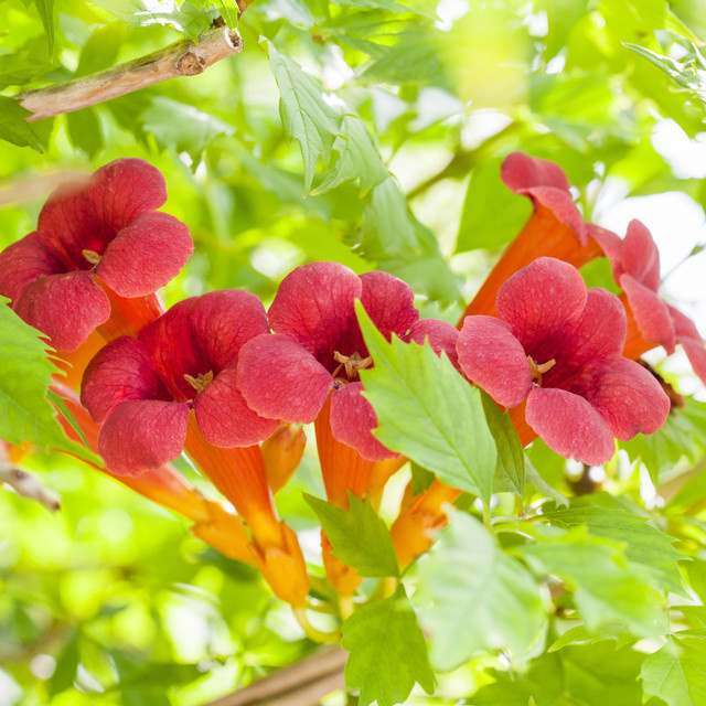 Campsis Trompetenblume Pink Panther Kletterpflanze von BLUME2000 zur Fassadenbegrünung und als Sichtschutz - Bild 1