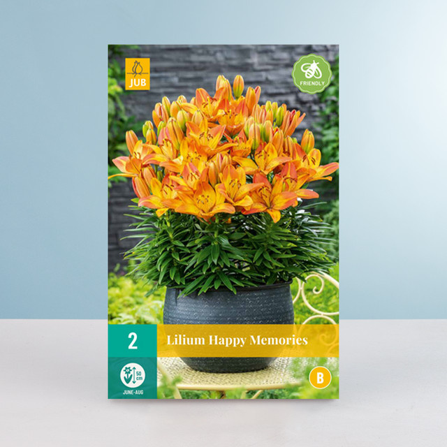 Zwerg-Lilie Happy Memories von BLUME2000 mit 2 Knollen - Bild 1
