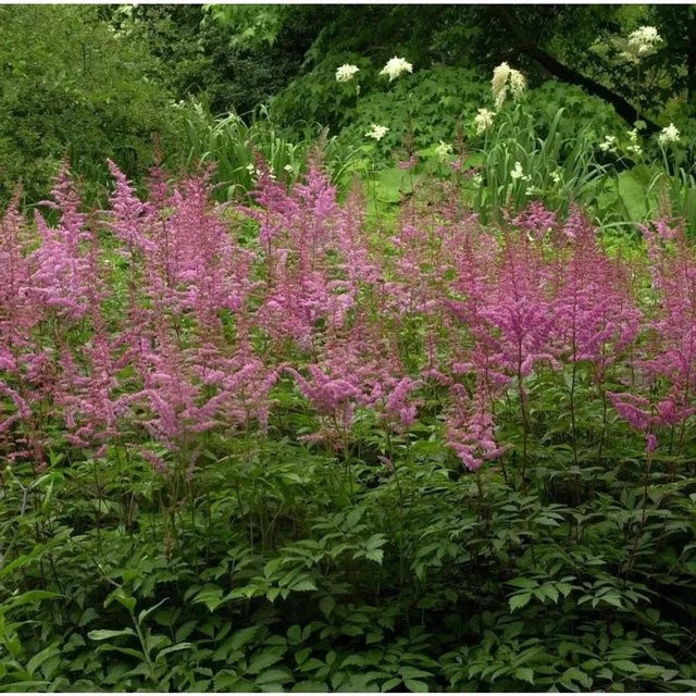 Astilbe chinensis Prachtspiere Finale in Pink von Nr-01.de - Bild 1