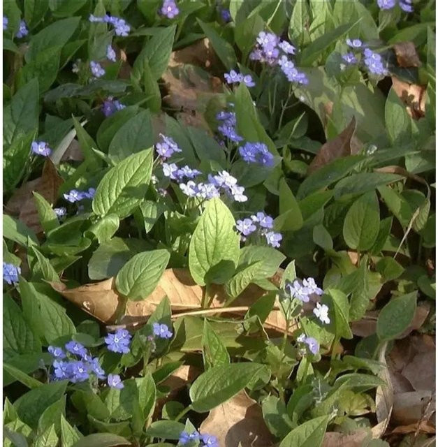 Omphalodes verna Bodendecker mit blauen Blüten von Nr-01.de - Bild 1