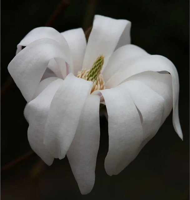 Sternmagnolie Waterlily Magnolia stellata weiß, Zierstrauch für den Garten, 60-80 cm - Bild 1