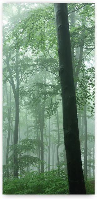 Walllux Duschrückwand Nebel im Wald aus Alu-Verbund, Breite: 100 cm, Höhe: 210 cm, Stärke: 3 mm - Bild 1
