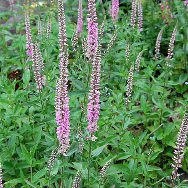 Veronica ongentiflora Ehrenpreis in Pink als mehrjährige Gartenpflanze - Bild 1
