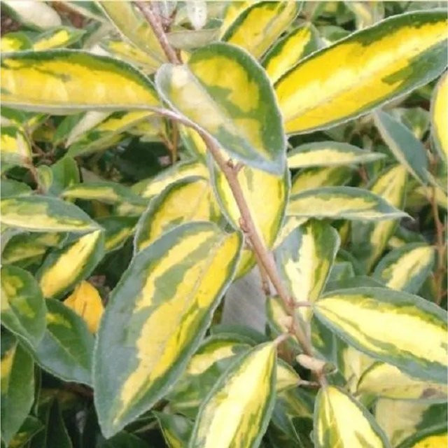 Arborix Ölweide Limelight Elaeagnus ebbingei mit panaschiertem Laub, Höhe: 60 bis 80 cm - Bild 1
