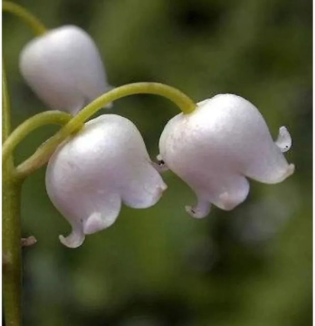 Maiglöckchen Convallaria majalis Grandiflora als weißer Bodendecker für den Garten von Nr-01.de - Bild 1