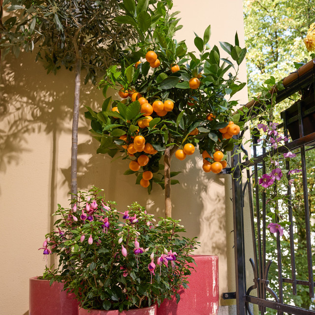 Zitruspflanze Calamondin Citrofortunella von BLUME2000 als fruchttragende Kübelpflanze in Orange und Grün - Bild 1