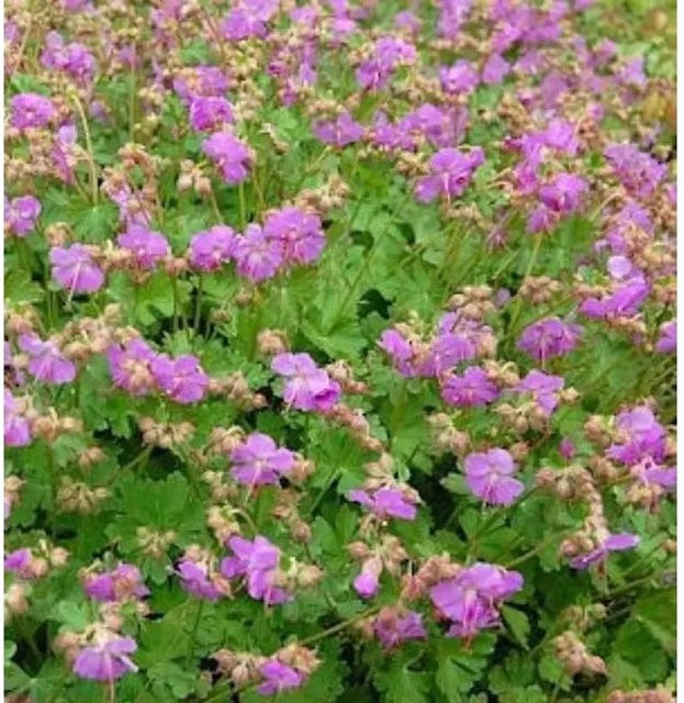 Storchenschnabel Karmina Geranium cantabrigiense pink Stauden Bodendecker - Bild 1
