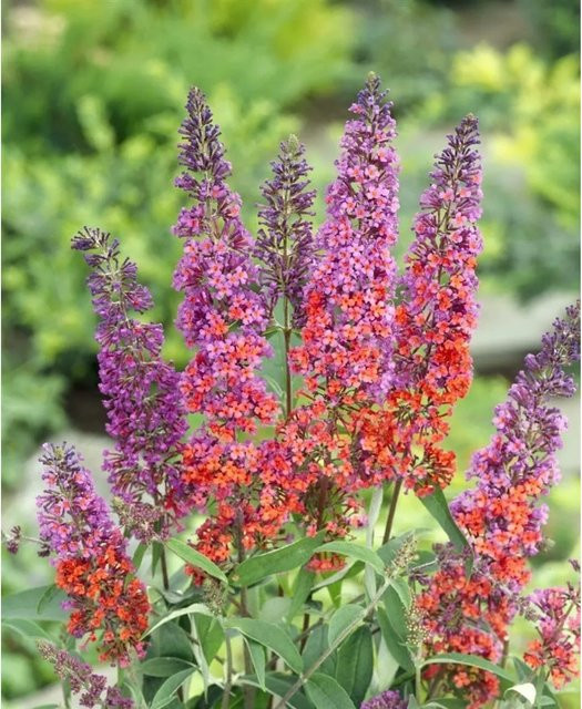 Buddleja davidii Schmetterlingsstrauch Flower Power von Pflanzen für dich, Höhe: 40-60 cm - Bild 1