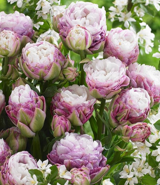 Gefüllte Tulpe Peggy Wonder - Bild 1