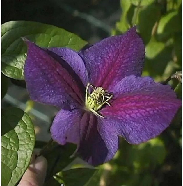 Clematis Waldrebe Star of India blauviolett Kletterpflanze 60-80 cm - Bild 1