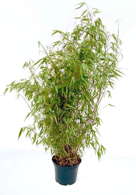 Fargesia Rufa Bambus als Heckenpflanze im Topf, 7,5 Liter, Höhe: 80-100 cm - Bild 1