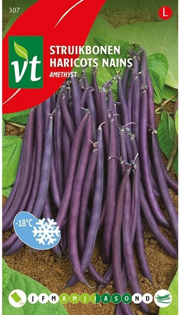 Arborix Amethyst Bohnen Samen, Lila, 25 g - Bild 1