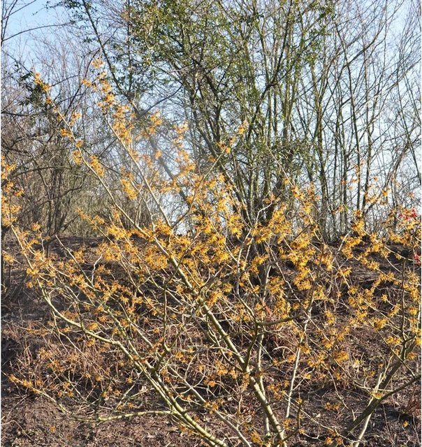 Hamamelis intermedia Zaubernuss Orange Beauty Zierstrauch in Orange - Bild 1