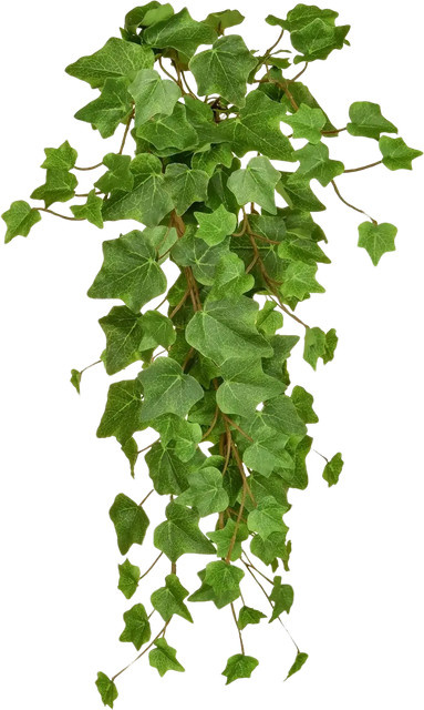 Künstlicher Hänge-Efeu von Aplanta in Grün, Höhe: 55 cm - Bild 1