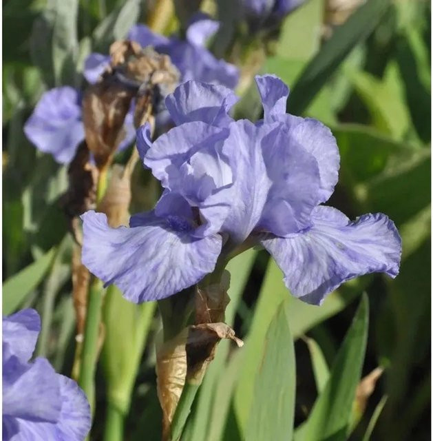 Schwertlilie Iris barbata als Beetpflanze von Nr-01.de - Bild 1