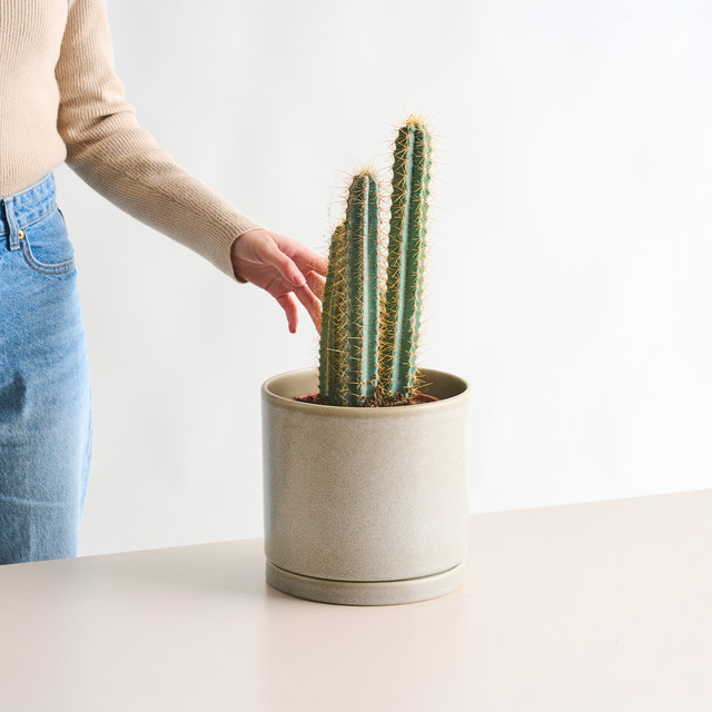 Blauer Säulenkaktus Pilosocereus Azureus von BLUME2000 als Topfpflanze für sonnige Standorte - Bild 1