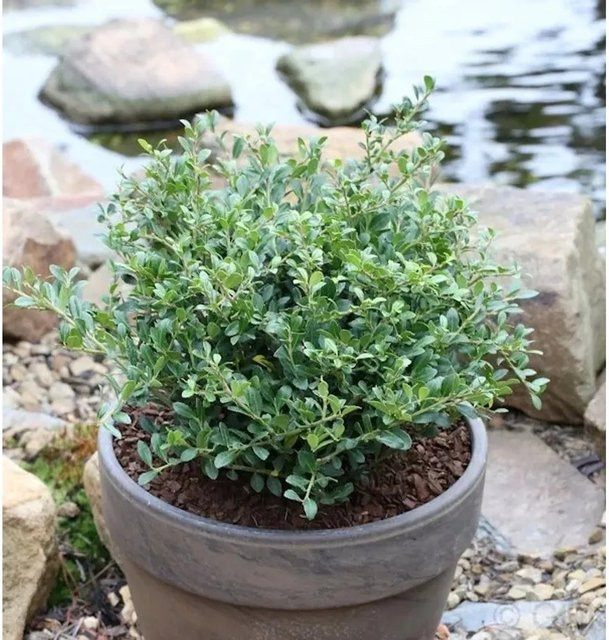 Ilex crenata Heckenpflanze Ilex Dark Green Strauch - Bild 1