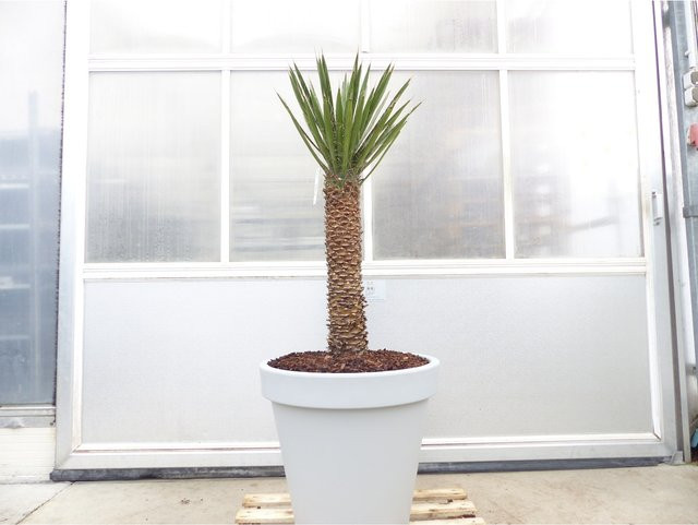 Yucca Filifera winterharte Zimmerpflanze in Grau, Höhe: 150 cm - Bild 1