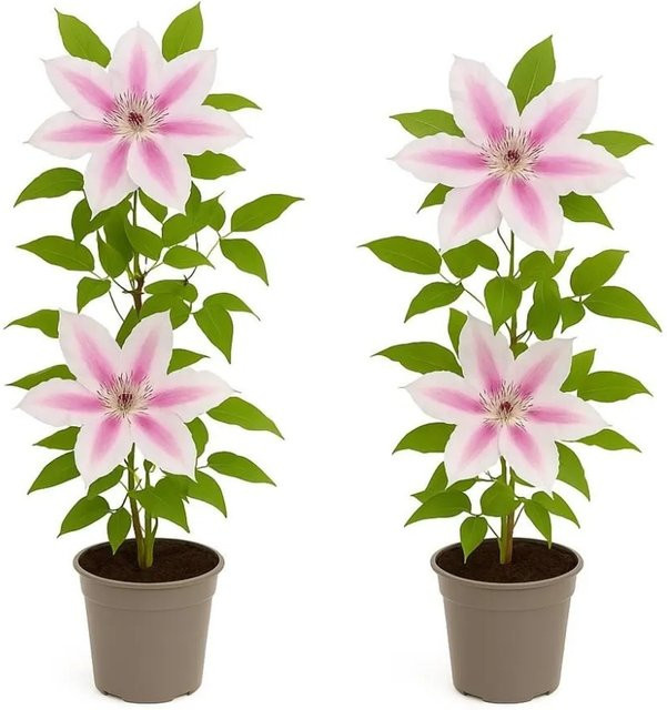 Exotenherz Clematis Nelly Moser Kletterpflanze 2er Set, Farbe: Pink, Topfgröße: 11 cm - Bild 1
