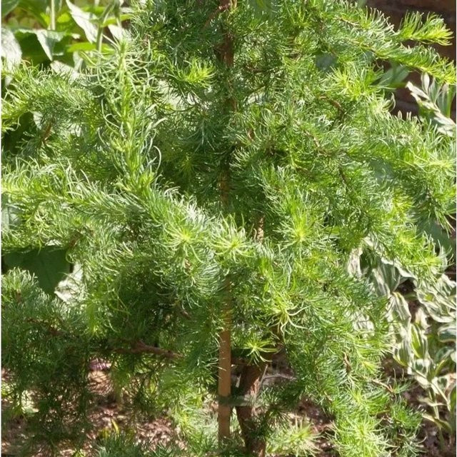 Europäische Lärche Horstmann Recurved Larix decidua Hochstamm, Grün, Höhe: 80-100 cm - Bild 1