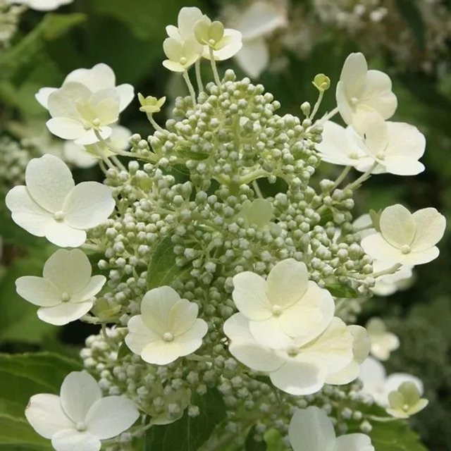 Arborix Rispenhortensie Tardiva Hydrangea paniculata mit weißen Blüten, Herbstblüher, Höhe: 40 bis 50 cm - Bild 1