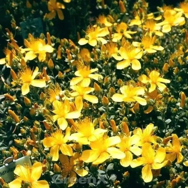 Johanniskraut Grandiflorum Hypericum polyphyllum Polsterstaude in Gelb für Steingärten und Staudengärten - Bild 1