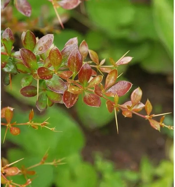 Berberis media Red Jewel Berberitze als pflegeleichte Heckenpflanzung, rot, Höhe: 40-50 cm - Bild 1