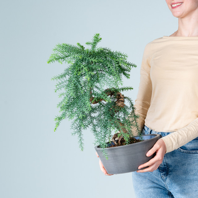 BLUME2000 Araucaria Bonsai mit Spiralstamm in anthrazitfarbener Steinoptik-Schale - Bild 1
