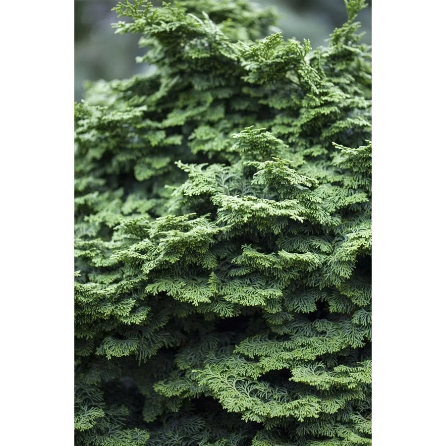 Chamaecyparis Obtusa Kosteri Hinoki-Scheinzypresse als grüne Konifere mit 40 cm Stammhöhe - Bild 2