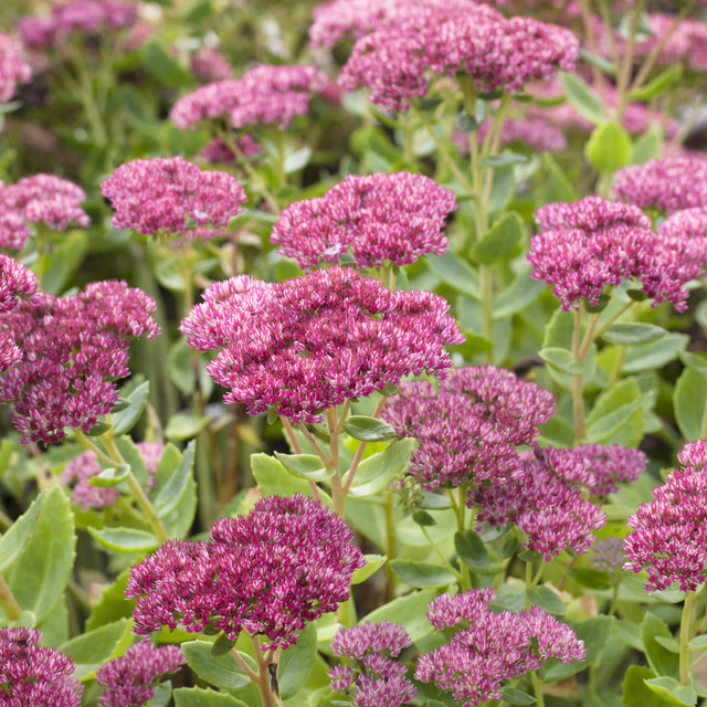 BIO Fetthenne Herbstfreude Sedum telephium Stauden von BLUME2000, 3 Stück - Bild 1