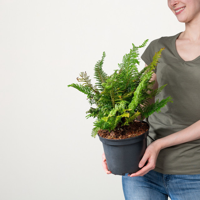 Schildfarn Polystichum von BLUME2000 in Grün im Topf - Bild 1