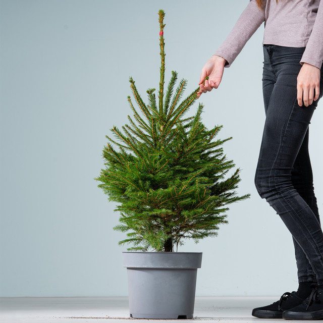 Rotfichte Picea abies Konifere von BLUME2000 - Bild 1