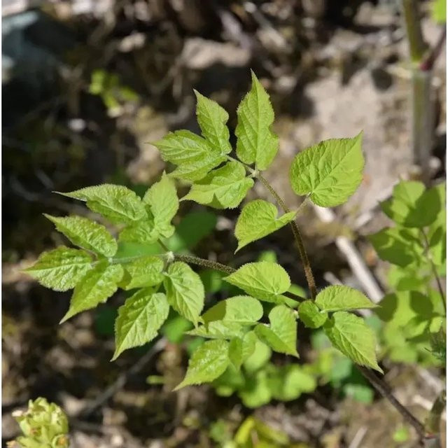 Aralia cordata Sun King Aralie als grüner Strauch für deinen Garten - Bild 1