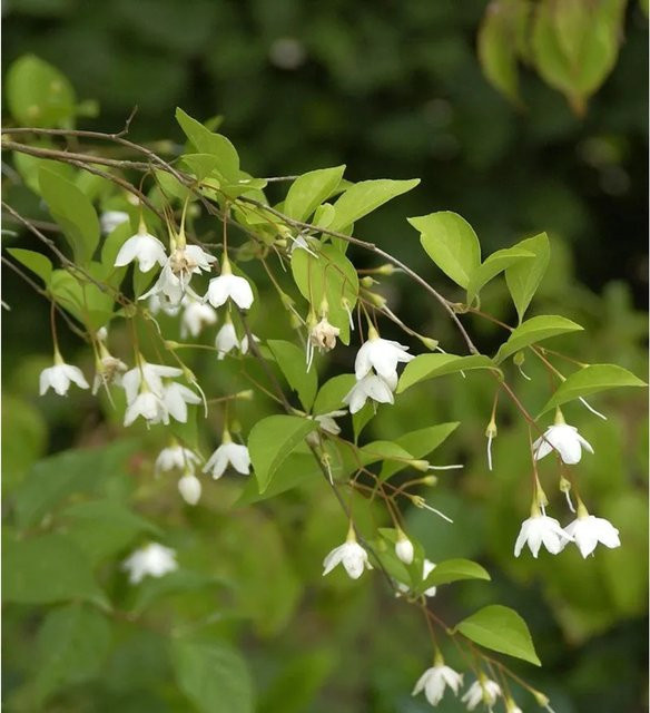 Styrax japonica Schneeglöckchenstrauch Evening Light, weiß, Höhe: 80-100 cm - Bild 1