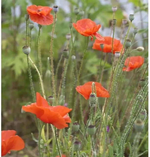 Spanischer Mohn Flore Plenum Papaver rupifragum in Orange als mehrjährige Gartenpflanze - Bild 1
