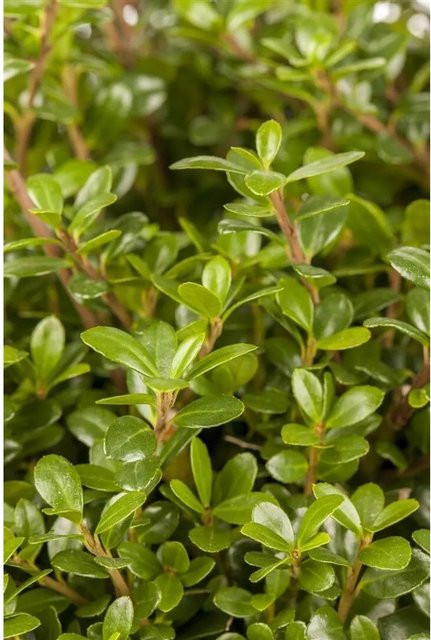 Ilex crenata Glorie Gem Heckenpflanze Grün 50-60 cm - Bild 1