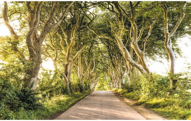 Komar Fototapete Vlies Golden Hedges in Gold, B: 400 cm, H: 250 cm - Bild 1