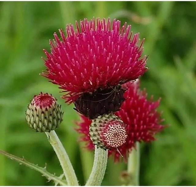 Purpur Kratzdistel Cirsium rivulare als mehrjährige Gartenpflanze in lila - Bild 1