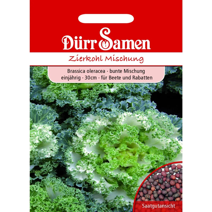 Dürr Zierkohl Bunte Mischung Einjähriges Saatgut für Beete und Rabatten - Bild 2