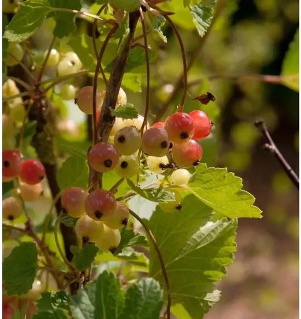 Rote Johannisbeere Rolan Ribes rubrum Hochstamm von Nr-01.de, Höhe: 100-125 cm - Bild 1