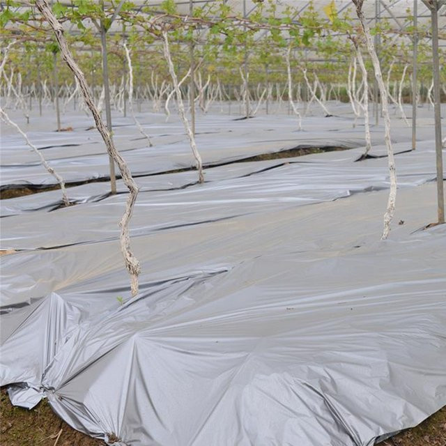 Tewango Reflektierende Mulchfolie aus Kunststoff in Silber und Schwarz, 25m x 0,012mm zur Pflanzenpflege im Obstgarten und Garten - Bild 1