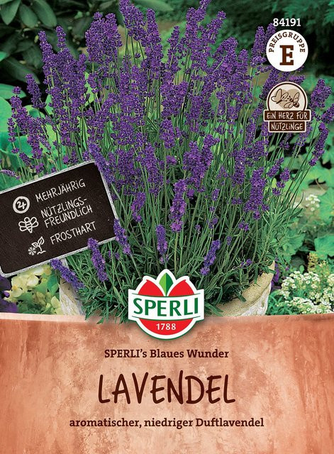 SPERLI Lavendel-Samen Blaues Wunder in Violett - Bild 1