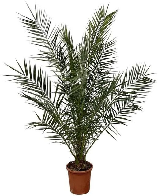 Exotenherz Kanarische Dattelpalme Phoenix Canariensis im 27 cm Topf, Höhe: 180 cm - Bild 1