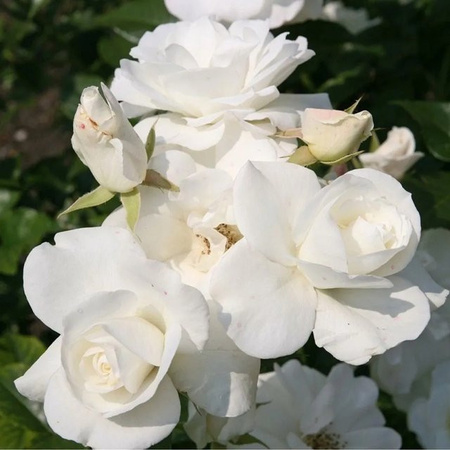 Kletterrose Climbing Schneewittchen von plantofix mit weißen Blüten