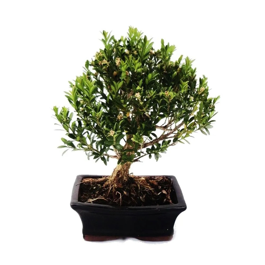Exotenherz Bonsai Buchsbaum Buxus Herlandii, grün, Topfpflanze - Bild 2