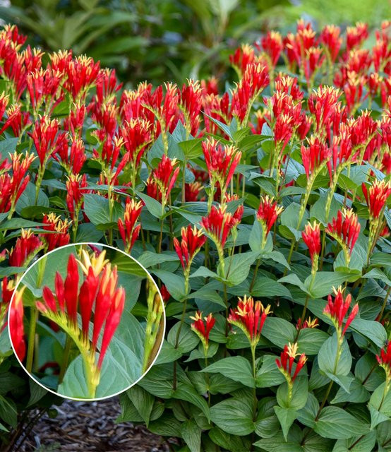 Spigelia Little Redhead Pflanze - Bild 1