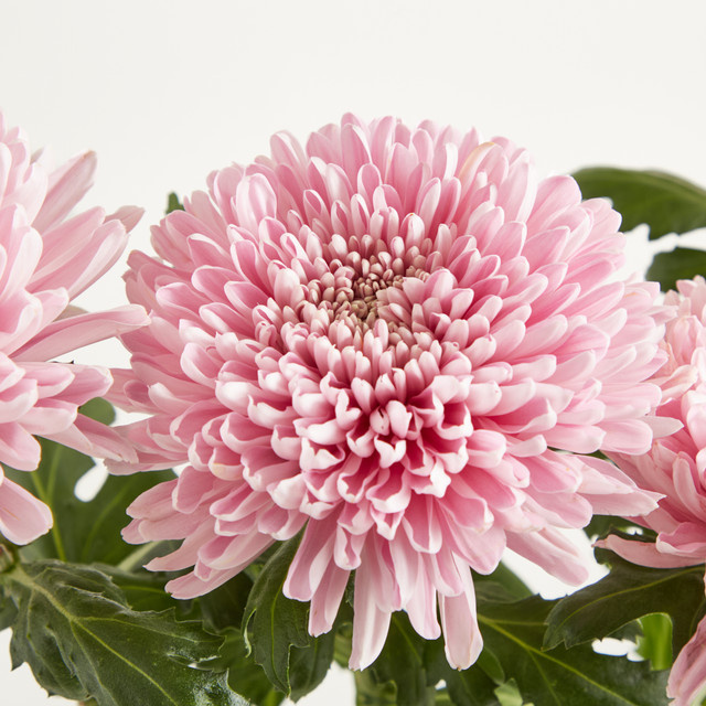 Blume2000 Chrysanthemen Strauß Pink - Bild 1
